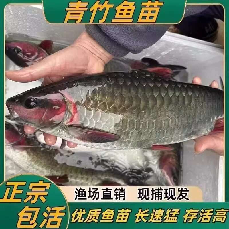 四川发货正宗竹鲤鱼苗批发包活图片