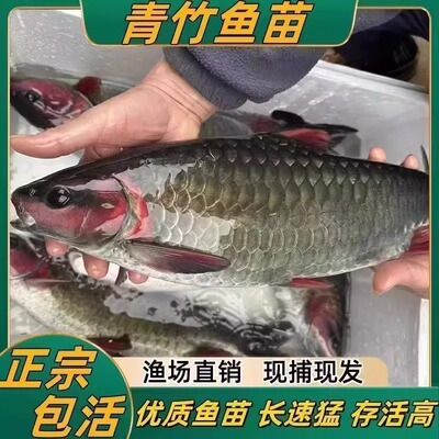四川发货正宗竹鲤鱼苗批发包活