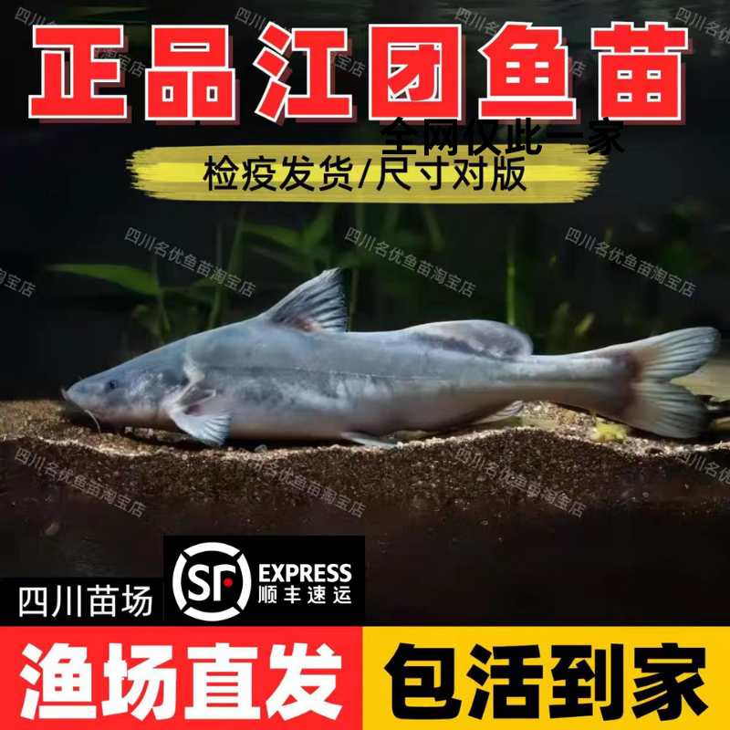 四川江团鱼苗长吻危鱼苗肥沱鱼危蝗鱼危鱼非大体型肉食性淡水附近
