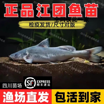 四川江团鱼苗批发包活到家保真