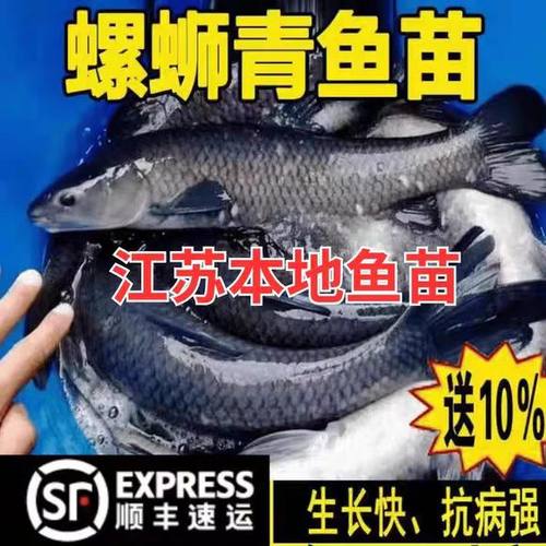江苏半斤大青鱼苗批发包活到家