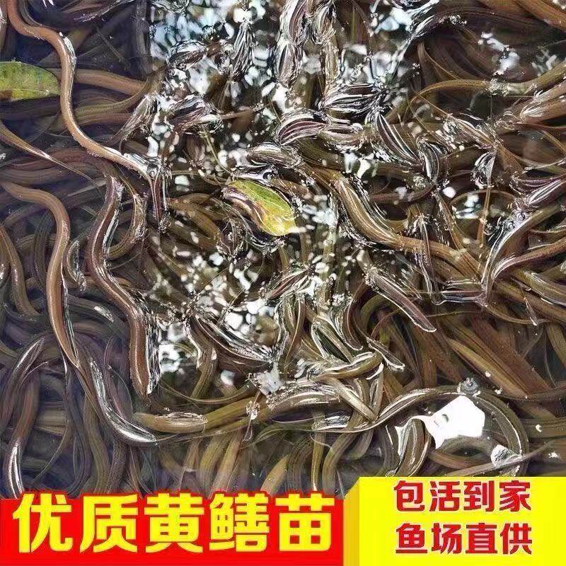 四川黄鳝鱼苗高优质稻田鳝鱼苗小黄鳝苗活体鱼苗产地直销长鱼苗大