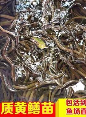 四川发货超大黄鳝鱼苗批发顺丰