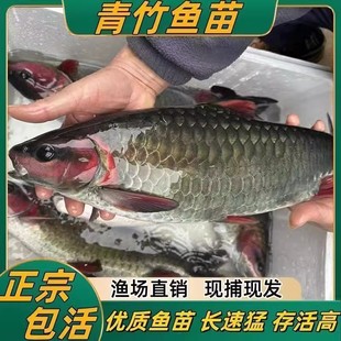 四川青竹鲤鱼苗青竹凤仙子倒刺鲃苗红脸吉罗鱼冷水原生观赏风水鱼