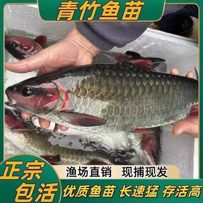 四川发货正宗竹鲤鱼苗批发包活