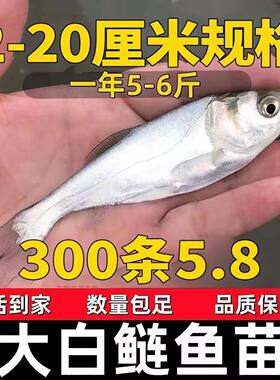 四川发货半斤大白鲢鱼苗批发包活
