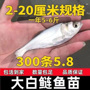 四川白鲢鱼苗大头鱼胖头鱼淡水鱼苗花鲢鱼苗鳙鱼苗雄鱼苗食用养殖