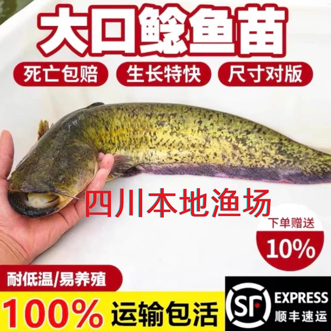 四川大口鲶鱼苗淡水养殖食用活体河鲶土鲶鱼二须鲶肉食塘鲺鲶鱼苗
