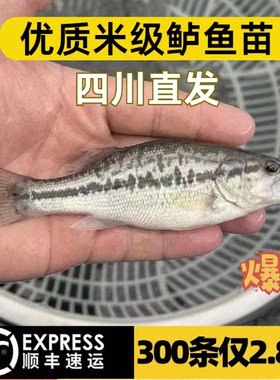 四川优质米级鲈鱼苗批发超大好养
