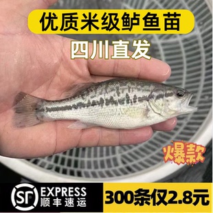 四川鲈鱼苗淡水鱼苗加州鲈鱼苗养殖路亚苗大口黑鲈鱼苗食用卢鱼苗