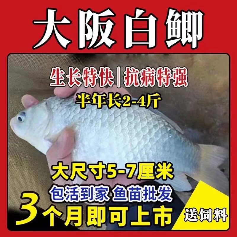 四川大阪鲫鱼苗批发顺丰日本鲫图片