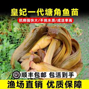 四川塘角鱼鱼苗本地塘鲺鱼苗淡水养殖食用皇妃一代胡子鲶鱼苗塘虱