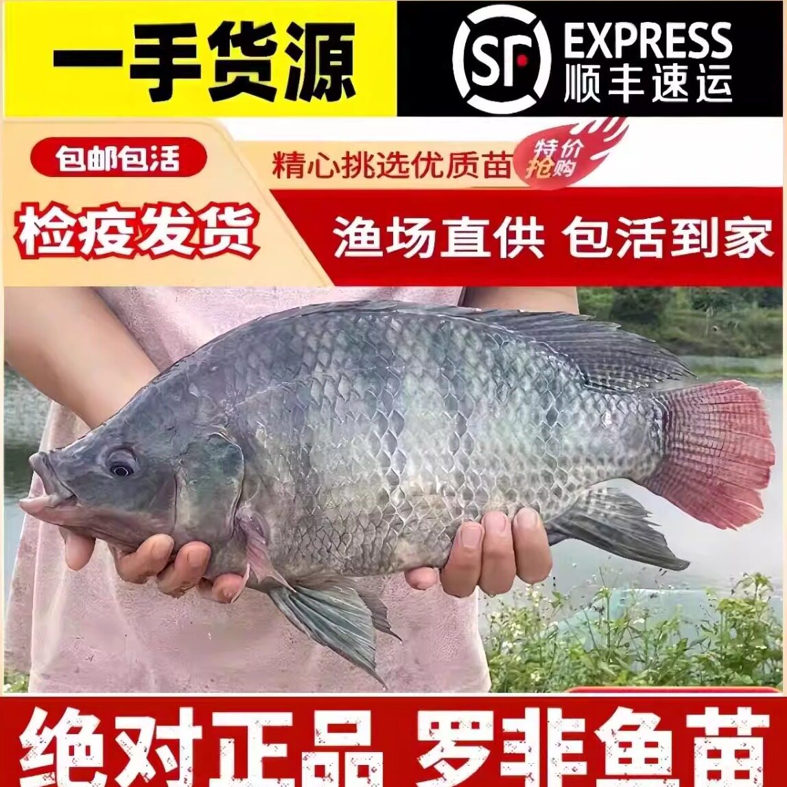广西非洲罗非鱼苗富吉罗非鱼苗图片