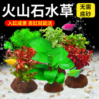 宠小侠火山石水草入缸即景