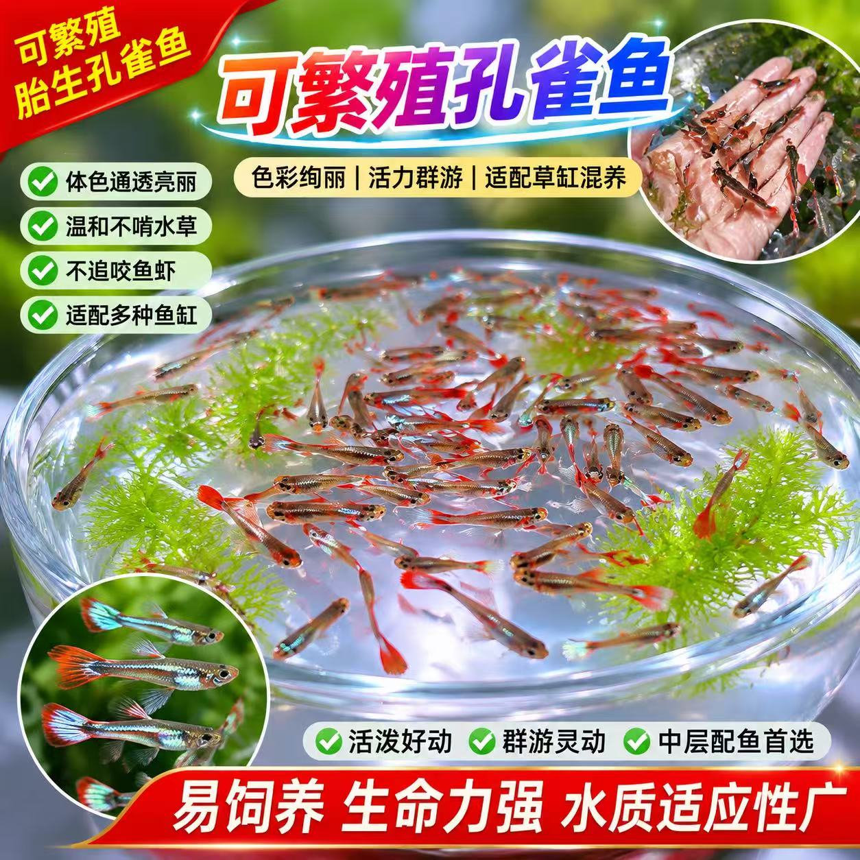 纯种孔雀鱼活体好养热带淡水图片