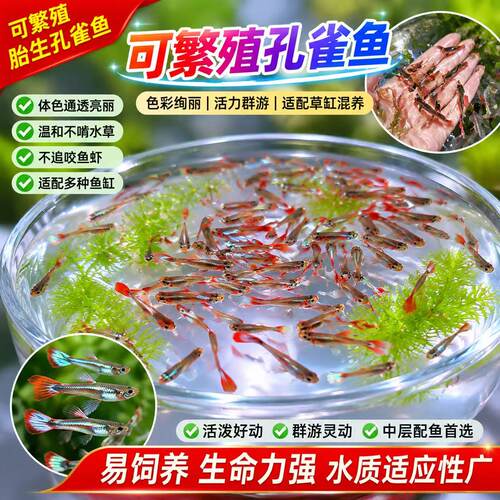 纯种孔雀鱼活体好养热带淡水