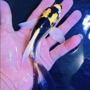 球体鱼精品玛雅蝴蝶鲤德系大苗长鳍蓝黄色观赏鱼幼鱼活体包邮