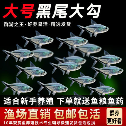 大号黑尾大勾热带淡水鱼成鱼100条新手易养包邮包活群游之王