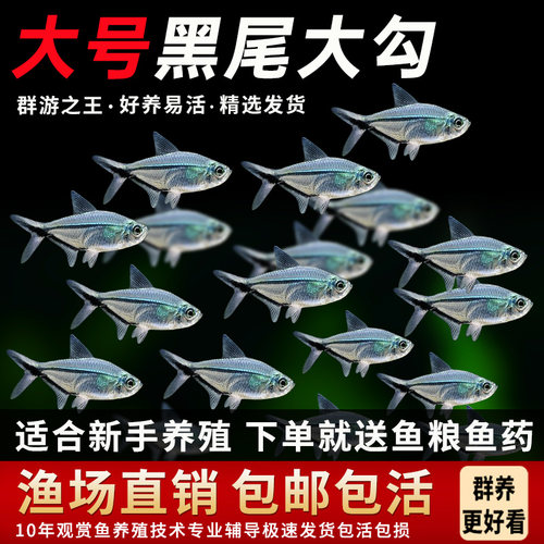 黑尾大勾成鱼100条包活群游