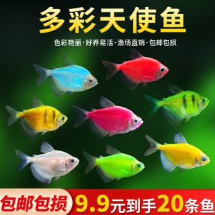 天使鱼观赏鱼活鱼大号群游活体斑马孔雀热带鱼小型鱼淡水好养耐活