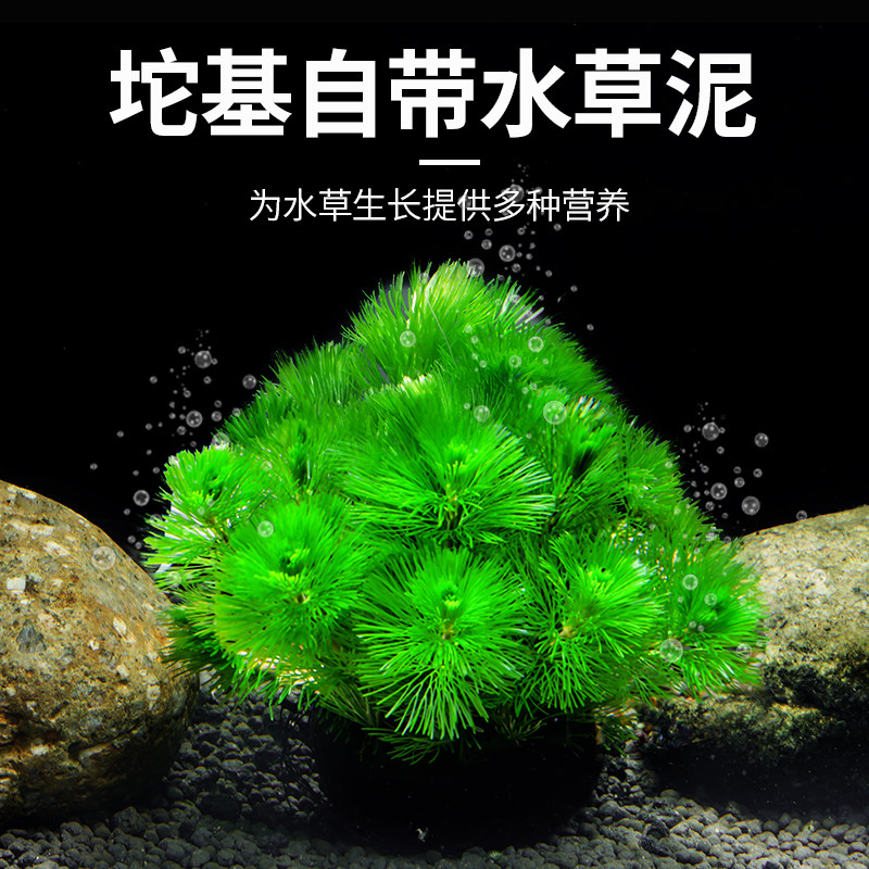 宠小侠沉水型水草新手易养绿色针叶造型淡水草缸造景坨草植物