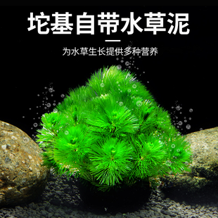 宠小侠沉水型水草新手易养绿色针叶造型淡水草缸造景坨草植物