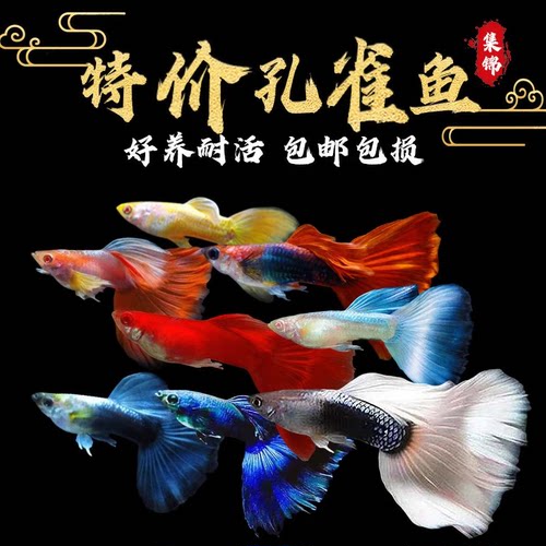 特价孔雀鱼幼热带淡水易养包邮