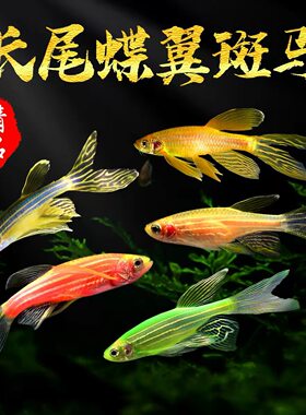 蝶翼斑马鱼冷水好养小型观赏鱼