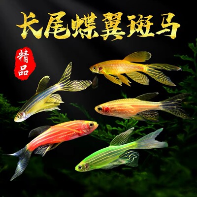 蝶翼斑马鱼冷水好养小型观赏鱼