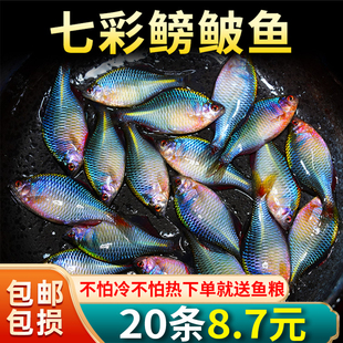 好养淡水观赏鱼鳑鲏鱼原生鱼七彩除藻冷水鱼耐活小型鱼苗群游小鱼