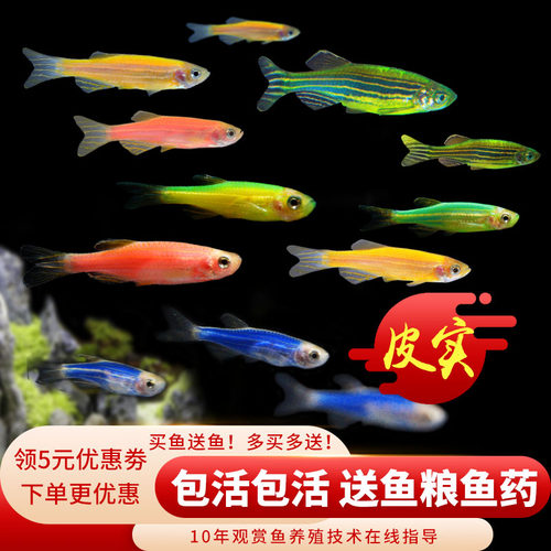 好养耐活斑马鱼热带观赏鱼孔雀鱼红绿灯鱼淡水金鱼苗小型灯科小鱼