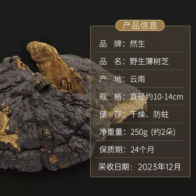 然生灵 云南野生薄生树灵芝薄树层2孔GCB菌野薄树芝可切灵芝片50g