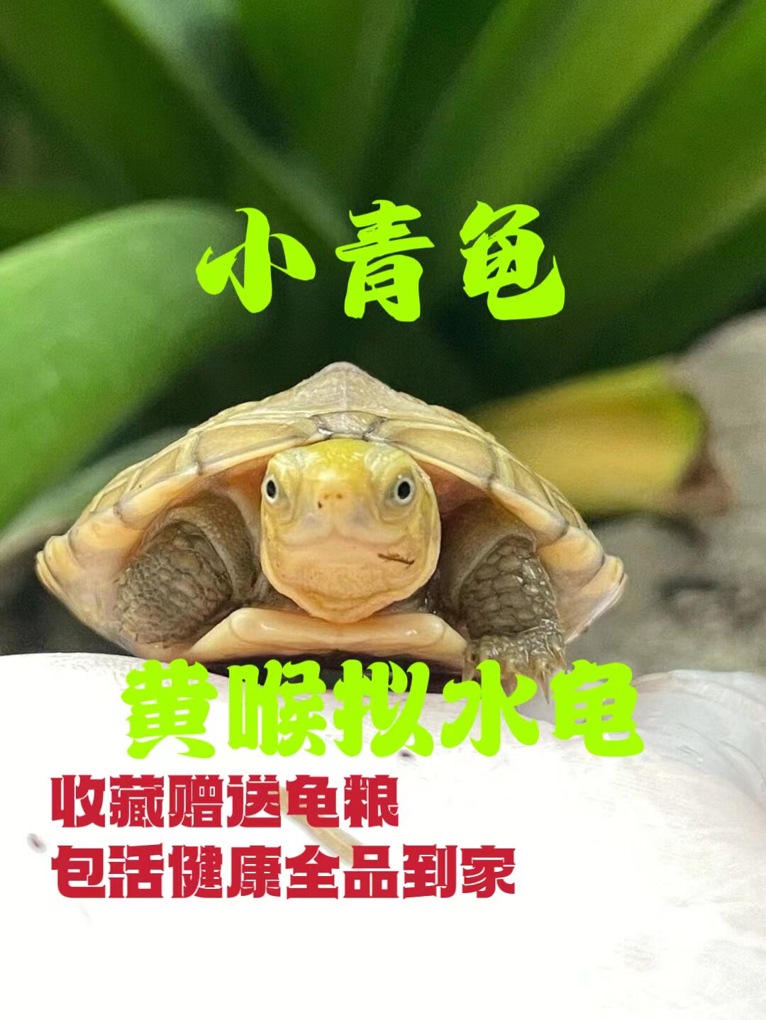 黄喉拟水龟小青安徽乌龟活体小宠物三黄石金钱龟苗皖南黄喉小青龟