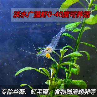 花腰虾鲜活 冷水虾 除藻工具虾 淡水观赏虾 热带虾小虾米清洁鱼缸