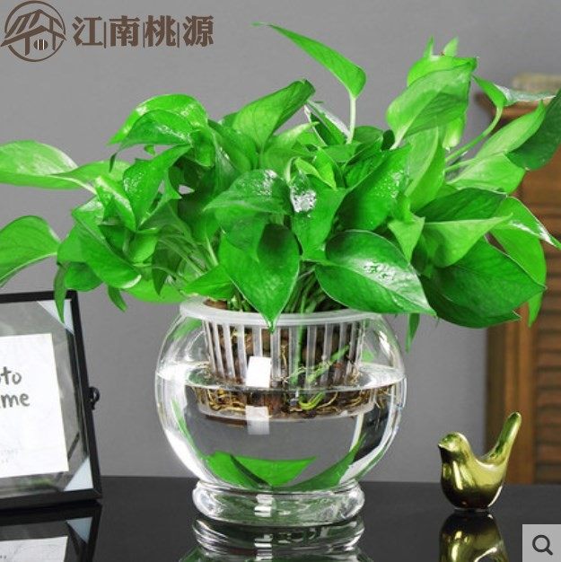 绿罗兰大盆栽室内植物客厅水养绿箩新房家用盆栽绿植