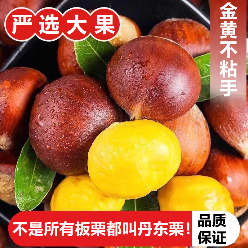 辽宁丹东当季2025野生新鲜生板栗非锥栗小油栗子毛栗子批发新下树