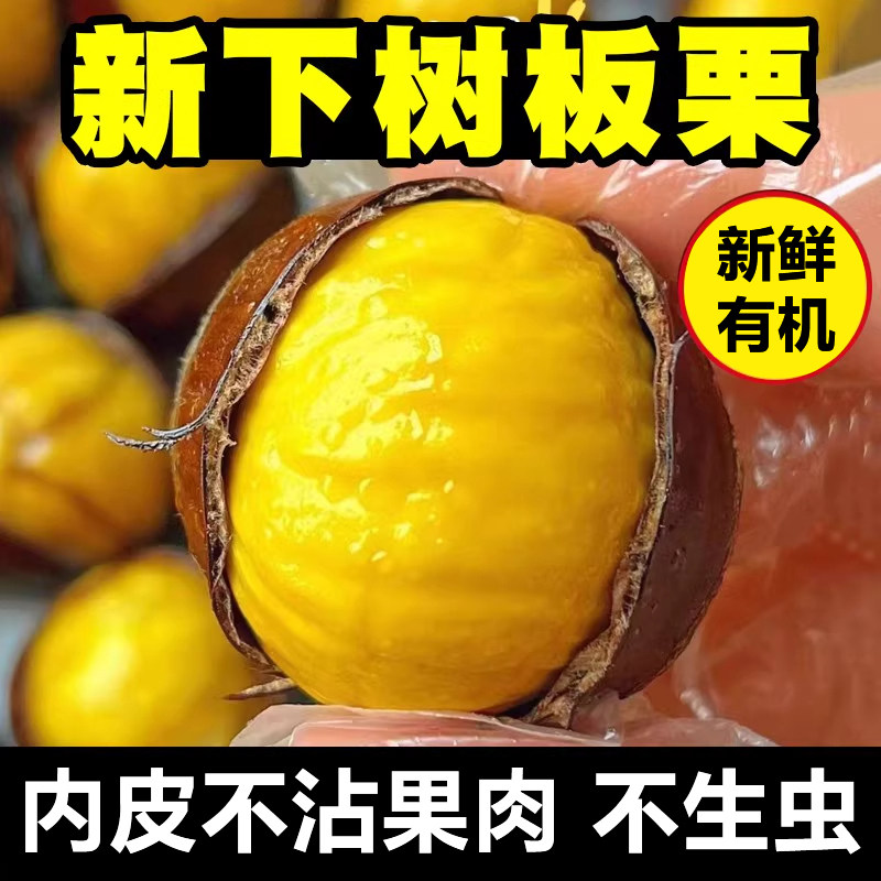 辽宁丹东当季2025野生新鲜生板栗非锥栗小油栗子毛栗子批发新下树