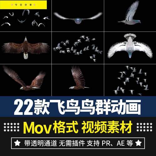 pr/ae视频素材飞鸟老鹰鸟群飞行飞翔效果动画alpha带透明通道mov
