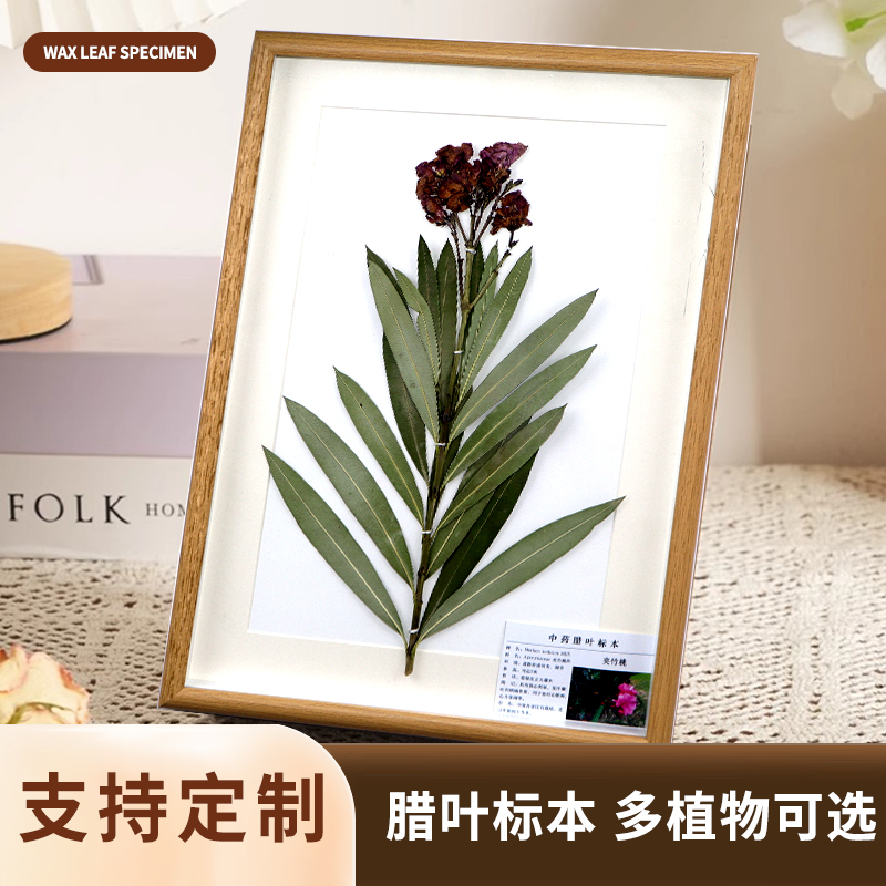 植物中草药标本腊叶标本