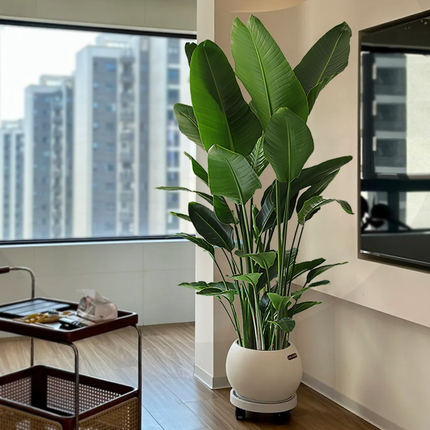 天堂鸟盆栽客厅绿植落地大叶四季好养真花乔迁高级感室内大型植物