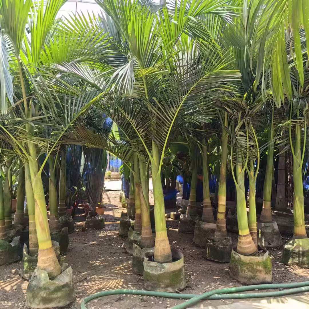 假槟榔椰子树假槟榔树热带植物耐旱室外庭院大型落地常青绿植盆栽
