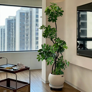 鸭脚木客厅大盆栽落地绿植旺宅好养真花卉高级感禄植室内大型植物