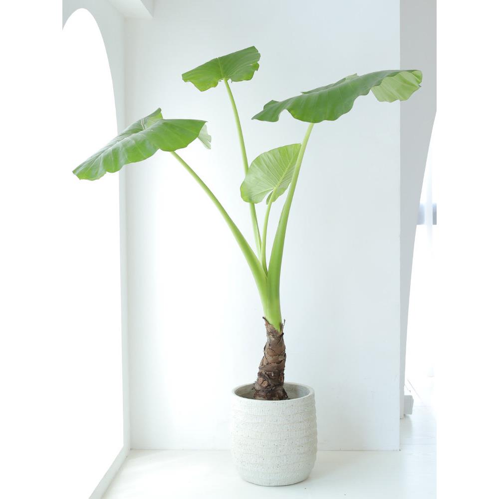 大型滴水观音绿植大叶海芋 象耳芋北欧造型观叶植物室内客厅盆栽