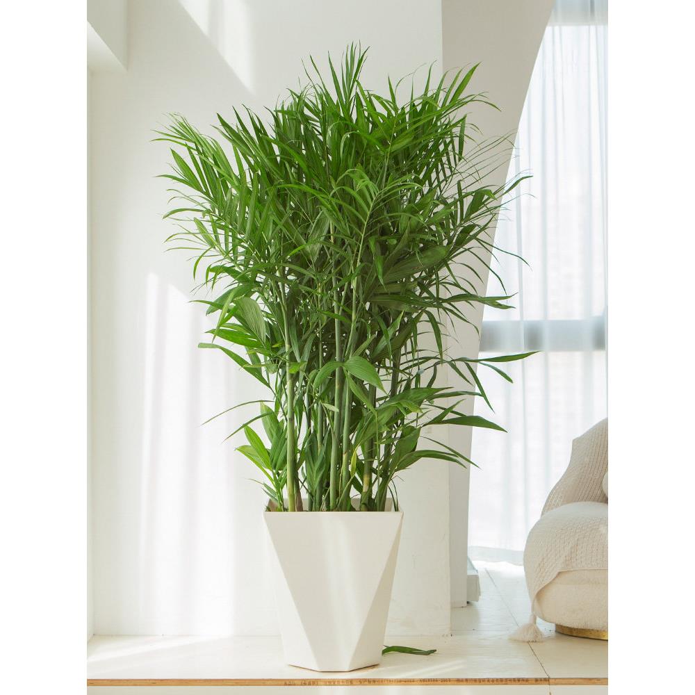 夏威夷竹绿植大型室内落地客厅大盆栽办公室凤尾竹热带植物椰子树