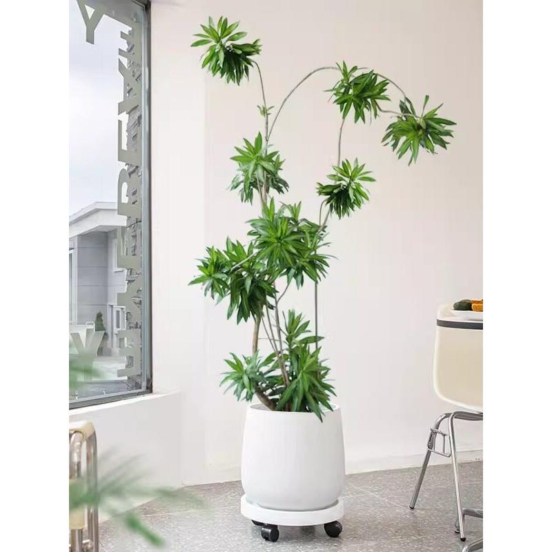 百合竹大盆栽造型老桩客厅绿植落地开业好养网红轻奢室内大型植物