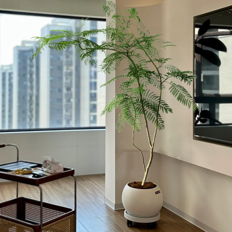 蓝花楹大盆栽客厅绿植高级感落地好养禄植绿色真花卉室内大型植物