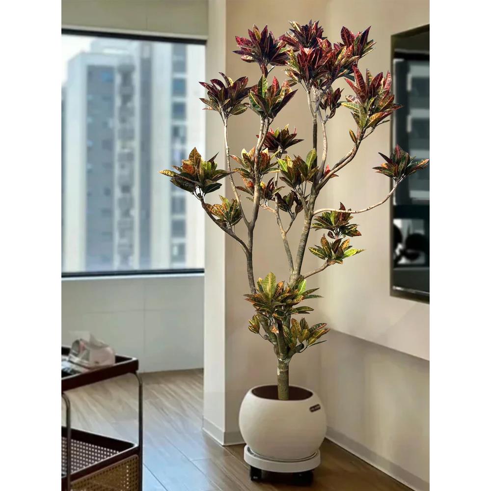 大型绿植变色木盆栽室内客厅真树旺宅好养七彩变叶木四季造景花卉