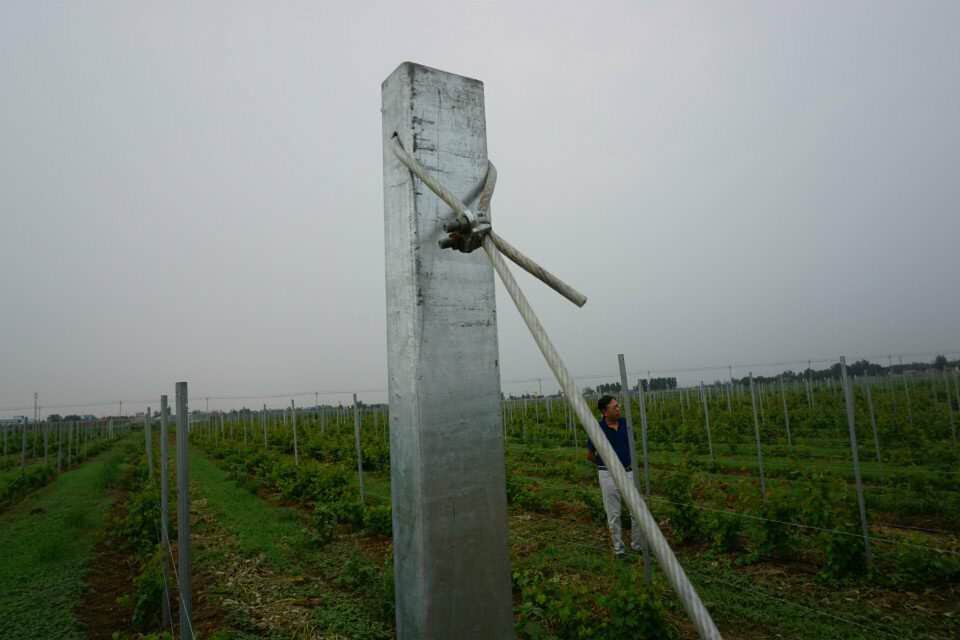 葡萄园搭架子非水泥柱 金属梅花桩 边柱边杆非水泥柱