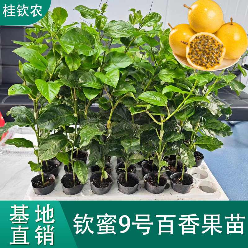 广西百香果苗纯甜台农百香果树果苗钦蜜9号嫁接苗四季不断结果图片