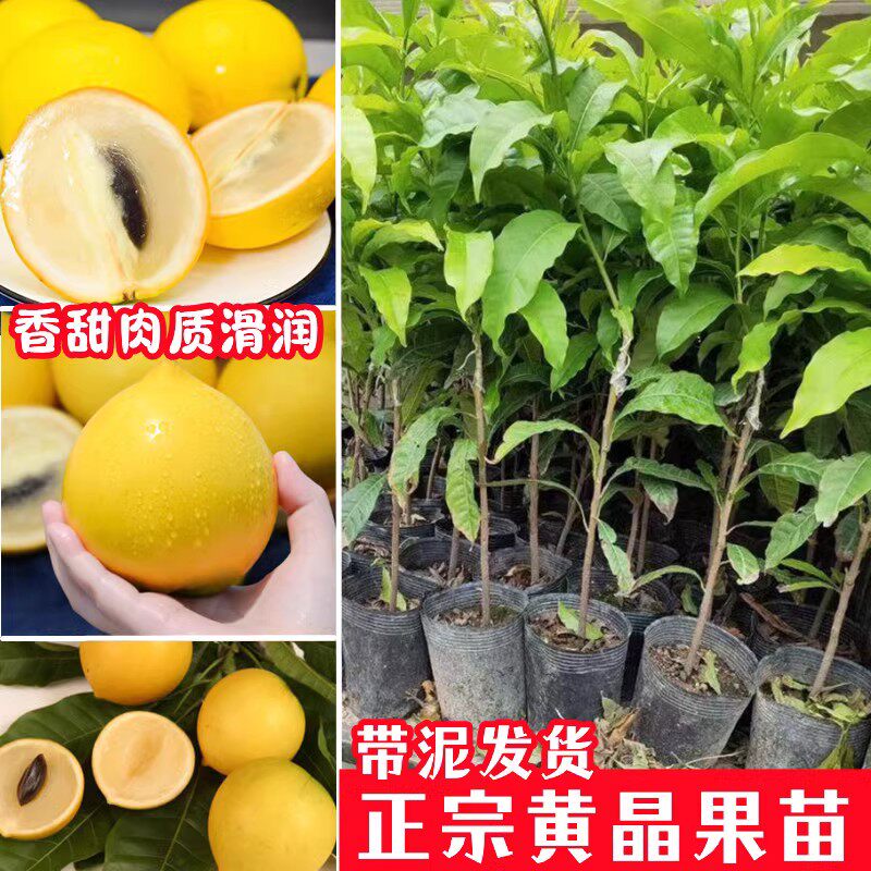 黄晶果树苗嫁接黄金果苗久蜜冬蜜四季当年结果南方种植早熟盆栽地